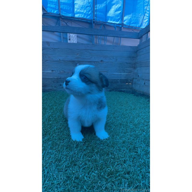 販売中の静岡県のウェルシュコーギーペンブローク-450642の7枚目