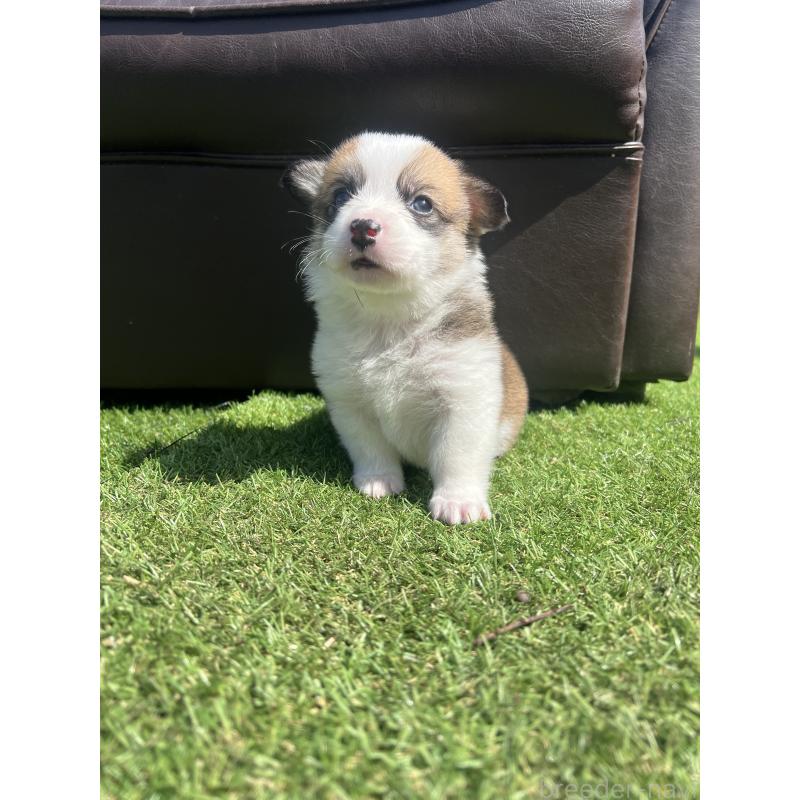 販売中の静岡県のウェルシュコーギーペンブローク-450642の6枚目