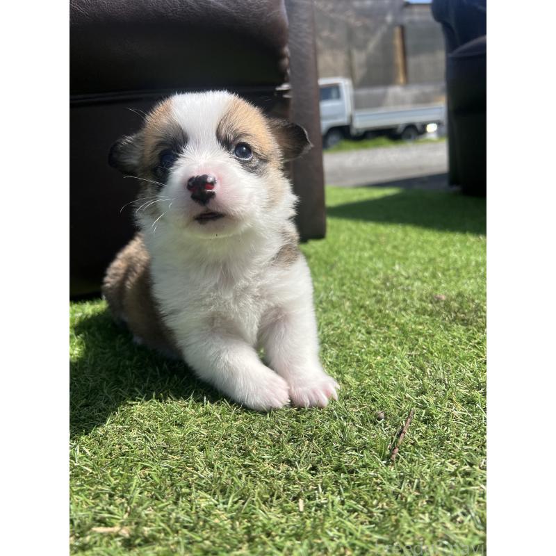 販売中の静岡県のウェルシュコーギーペンブローク-450642の5枚目