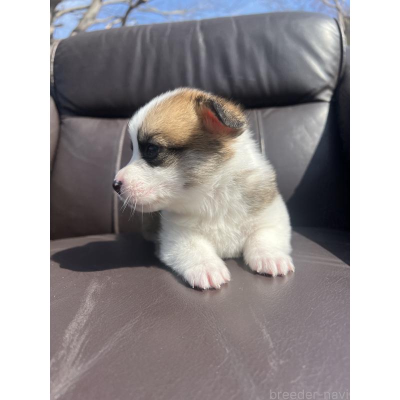 販売中の静岡県のウェルシュコーギーペンブローク-450642の4枚目