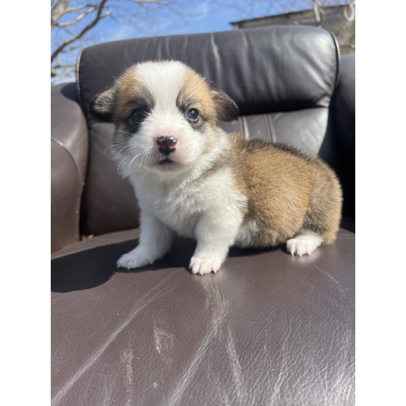 販売中の静岡県のウェルシュコーギーペンブローク-450642の3枚目