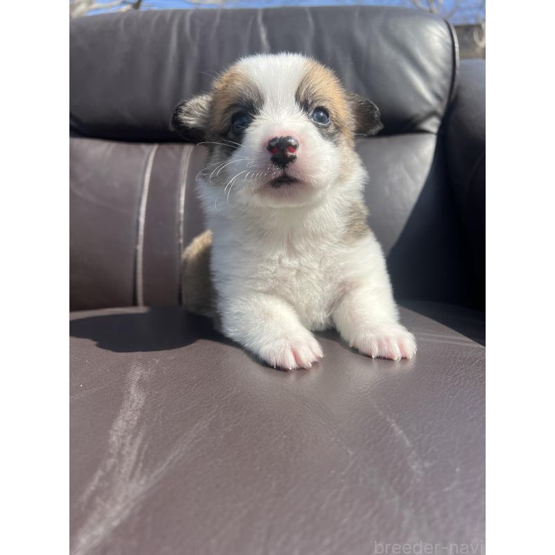 販売中の静岡県のウェルシュコーギーペンブローク-450642の2枚目