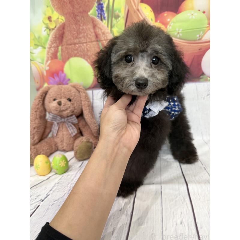 販売中の兵庫県のタイニープードル-432622