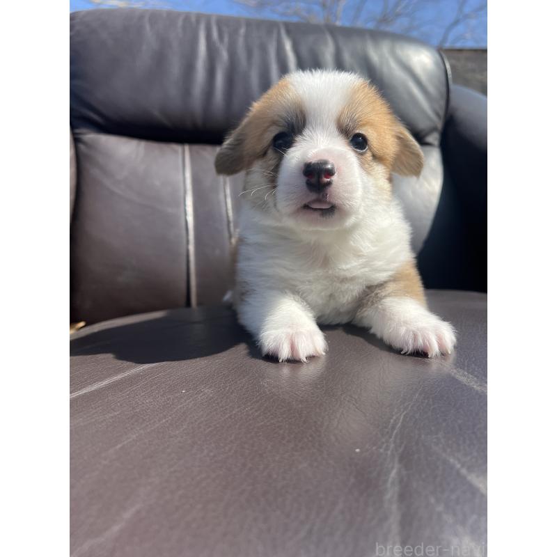 販売中の静岡県のウェルシュコーギーペンブローク-450645の9枚目