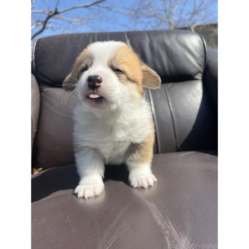 販売中の静岡県のウェルシュコーギーペンブローク-450645の8枚目