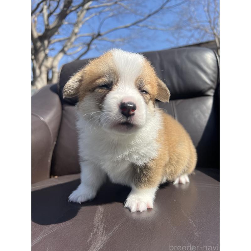 販売中の静岡県のウェルシュコーギーペンブローク-450645の6枚目