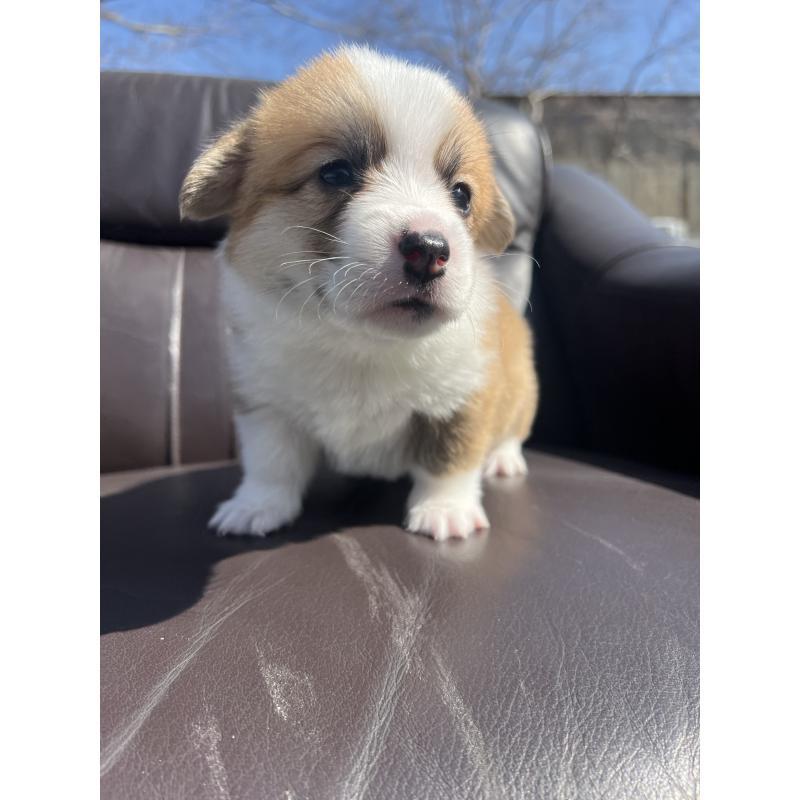 販売中の静岡県のウェルシュコーギーペンブローク-450645の5枚目