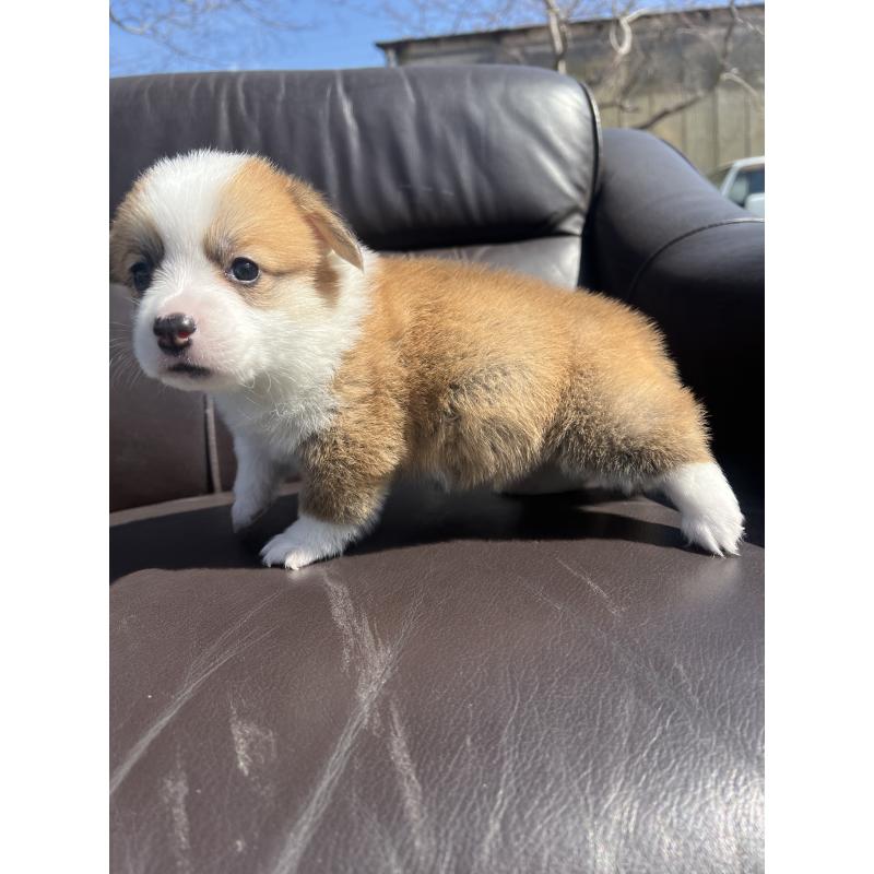 販売中の静岡県のウェルシュコーギーペンブローク-450645の4枚目