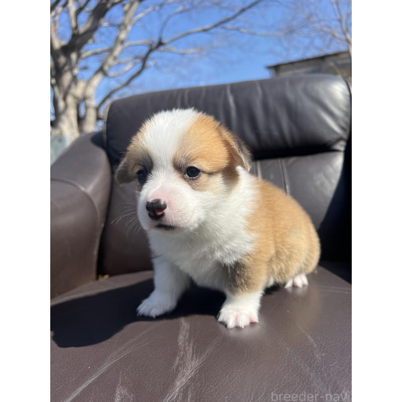 販売中の静岡県のウェルシュコーギーペンブローク-450645の3枚目