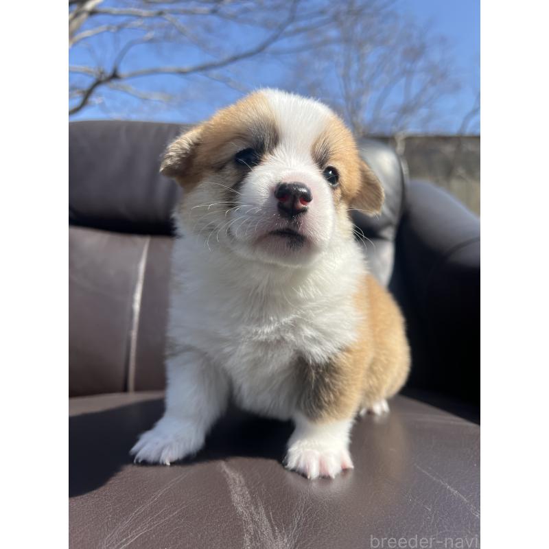 販売中の静岡県のウェルシュコーギーペンブローク-450645の2枚目