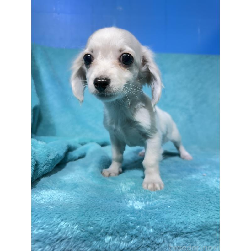 販売中の兵庫県のチワックス:チワワ×ミニチュアダックスフンド-450646の4枚目