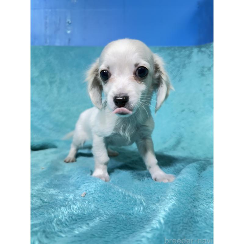 販売中の兵庫県のチワックス:チワワ×ミニチュアダックスフンド-450646の3枚目