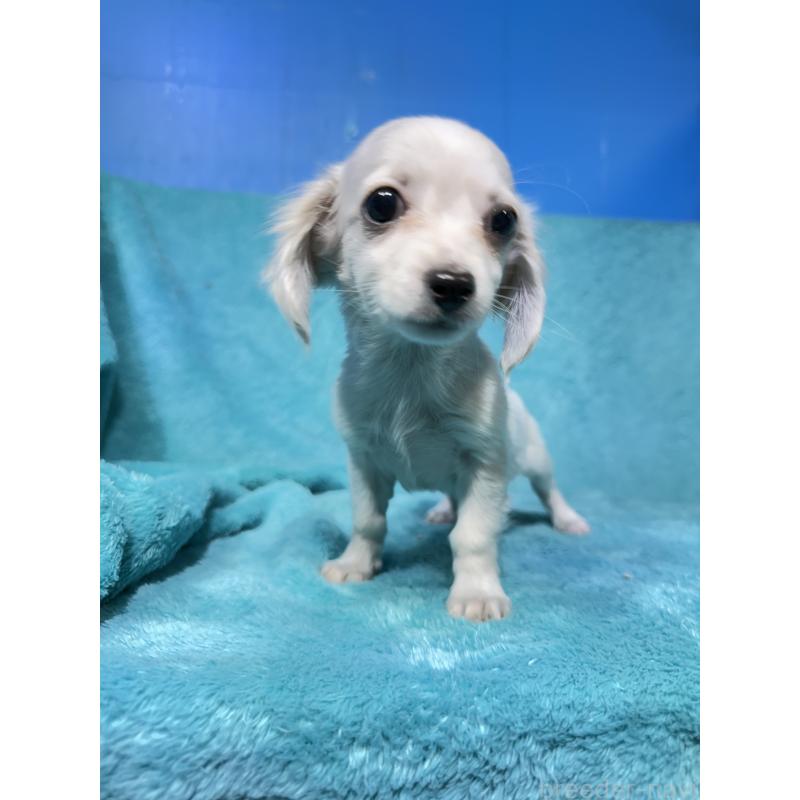 販売中の兵庫県のチワックス:チワワ×ミニチュアダックスフンド-450646の2枚目