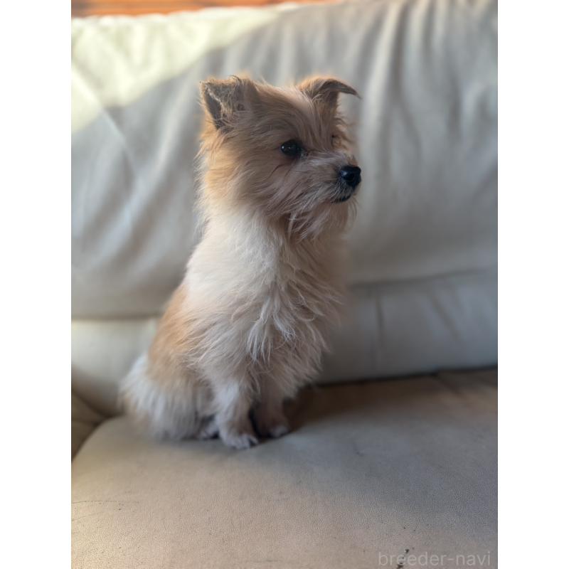 販売中の群馬県のミックス犬-450652の5枚目