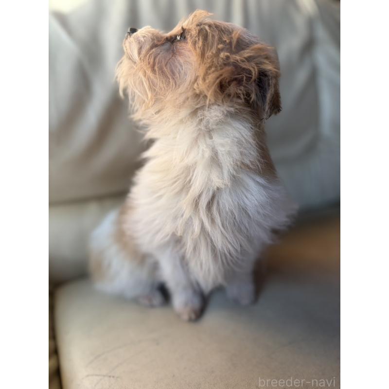 販売中の群馬県のミックス犬-450652の3枚目