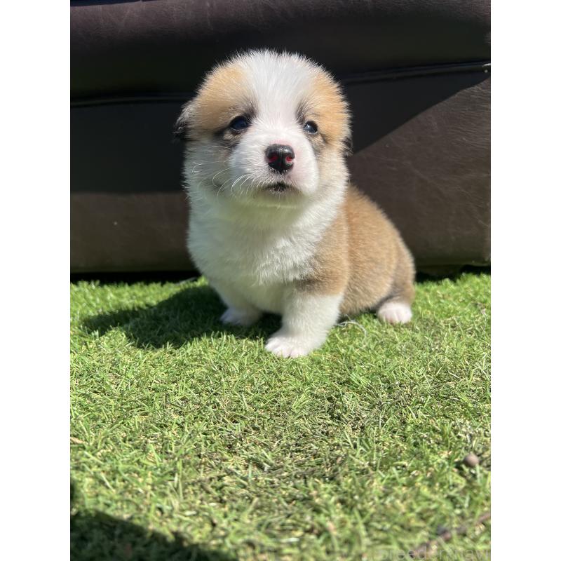 販売中の静岡県のウェルシュコーギーペンブローク-450647の8枚目