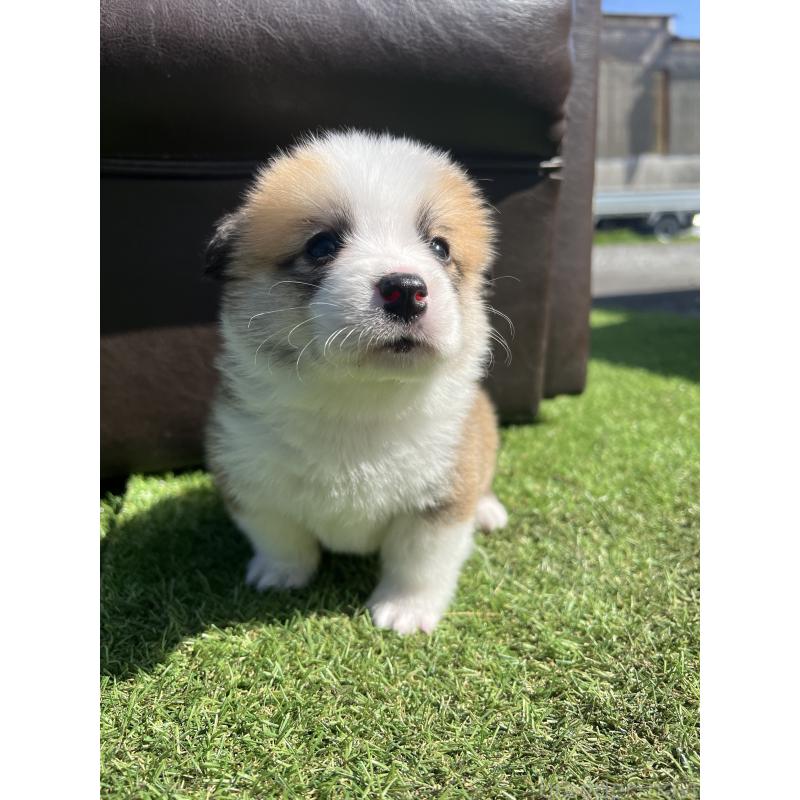 販売中の静岡県のウェルシュコーギーペンブローク-450647の7枚目