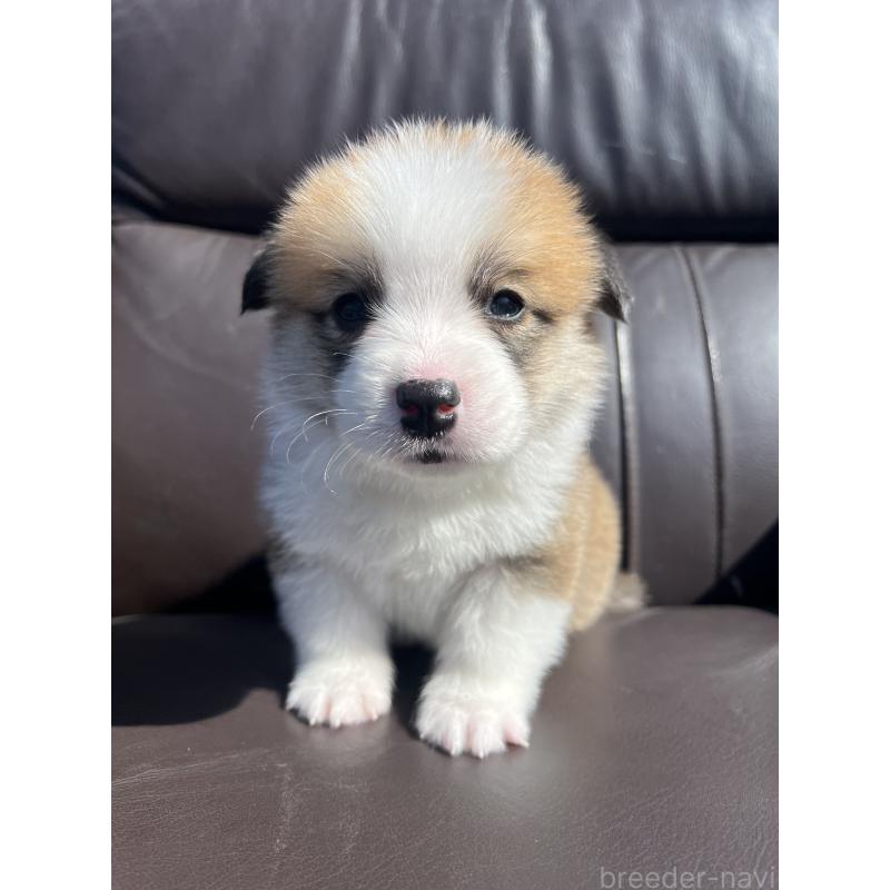 販売中の静岡県のウェルシュコーギーペンブローク-450647の6枚目