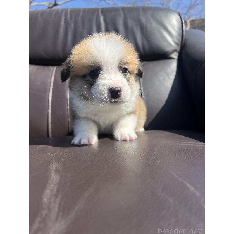 販売中の静岡県のウェルシュコーギーペンブローク-450647の5枚目