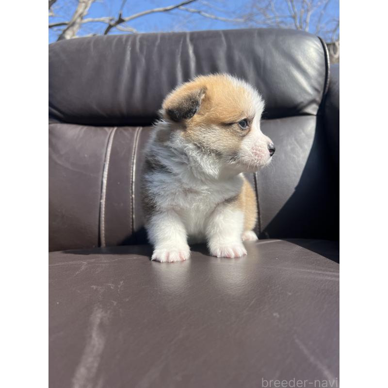 販売中の静岡県のウェルシュコーギーペンブローク-450647の4枚目