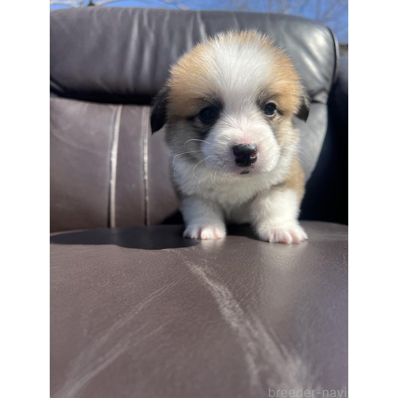 販売中の静岡県のウェルシュコーギーペンブローク-450647の3枚目