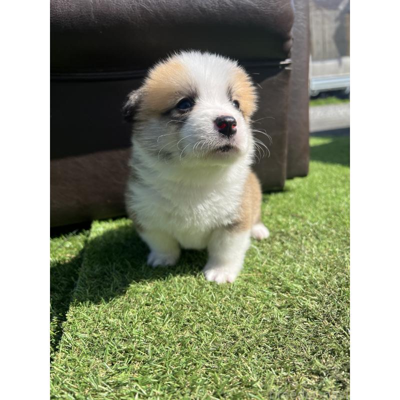 販売中の静岡県のウェルシュコーギーペンブローク-450647の2枚目