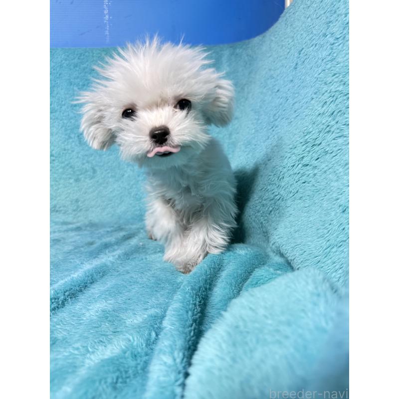 販売中の兵庫県のチワマル:チワワ×マルチーズ-450648の3枚目