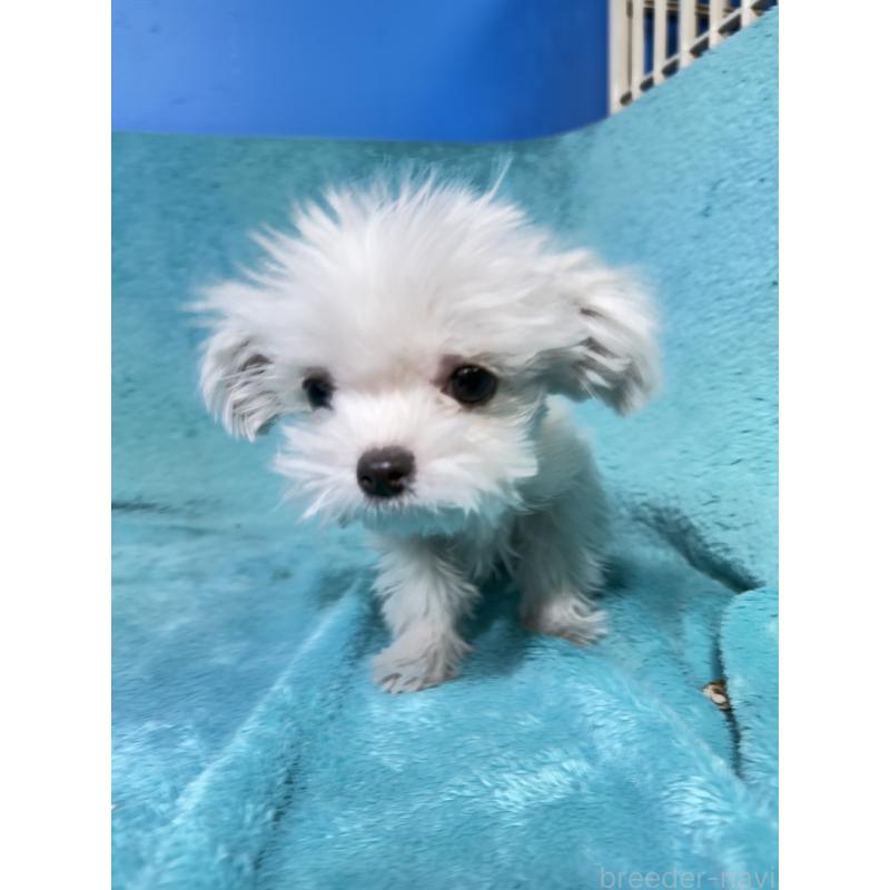 販売中の兵庫県のチワマル:チワワ×マルチーズ-450648の2枚目