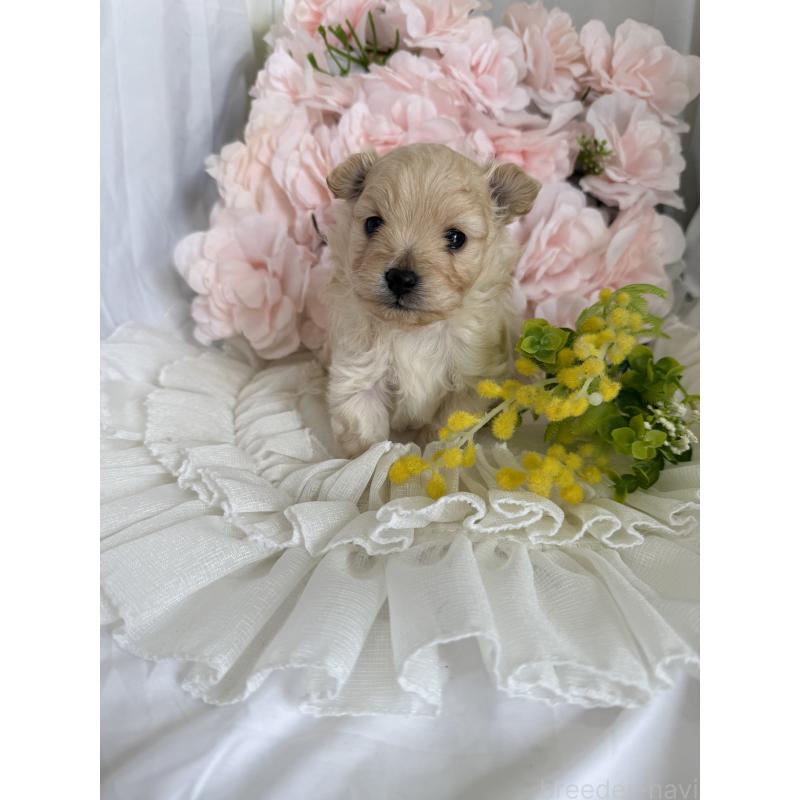 販売中の兵庫県のポメプー:ポメラニアン×トイプードル-450651の8枚目