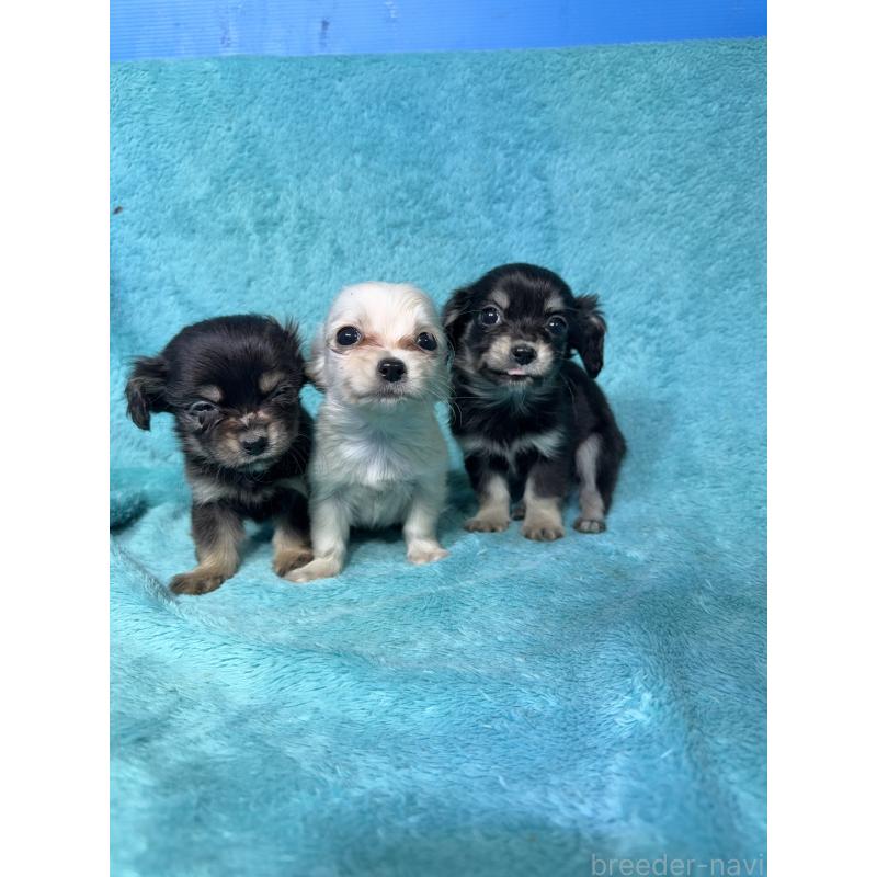 販売中の兵庫県のチワックス:チワワ×ミニチュアダックスフンド-450649の3枚目