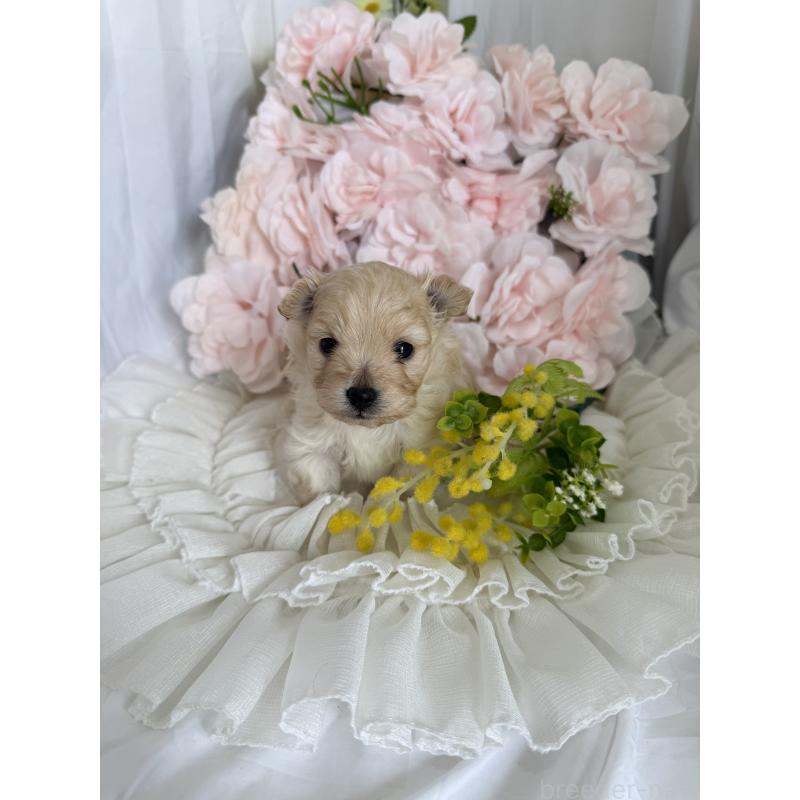 販売中の兵庫県のポメプー:ポメラニアン×トイプードル-450651の7枚目