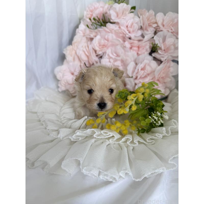 販売中の兵庫県のポメプー:ポメラニアン×トイプードル-450651の6枚目