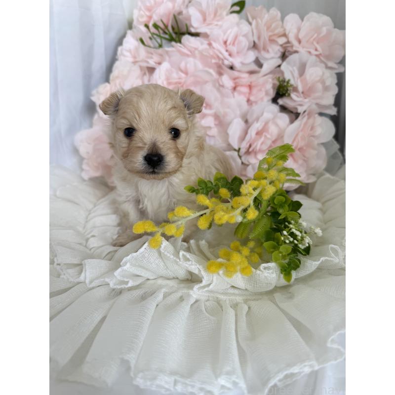 販売中の兵庫県のポメプー:ポメラニアン×トイプードル-450651の5枚目