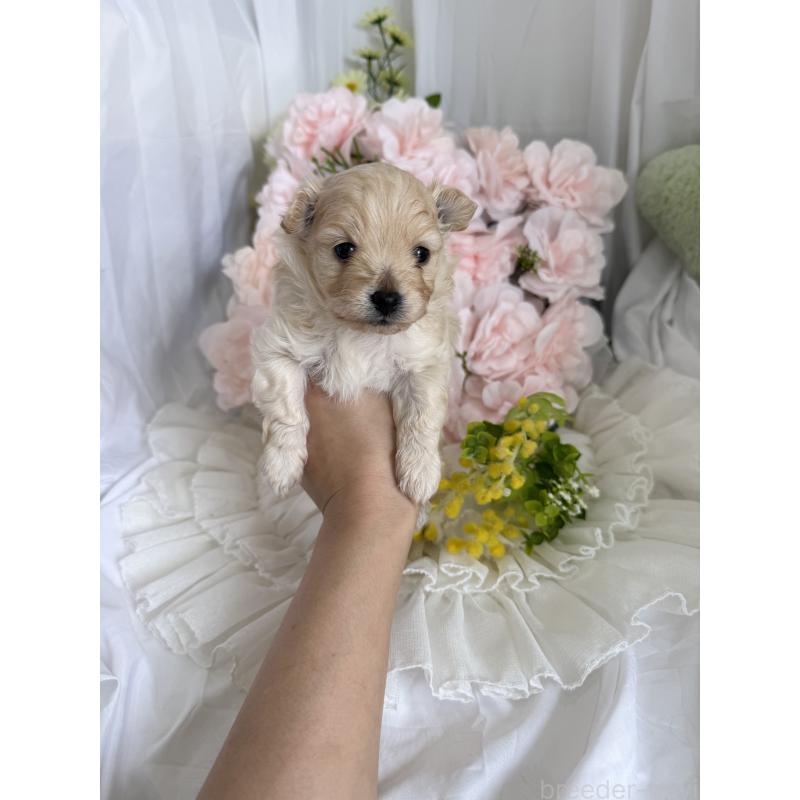 販売中の兵庫県のポメプー:ポメラニアン×トイプードル-450651の4枚目