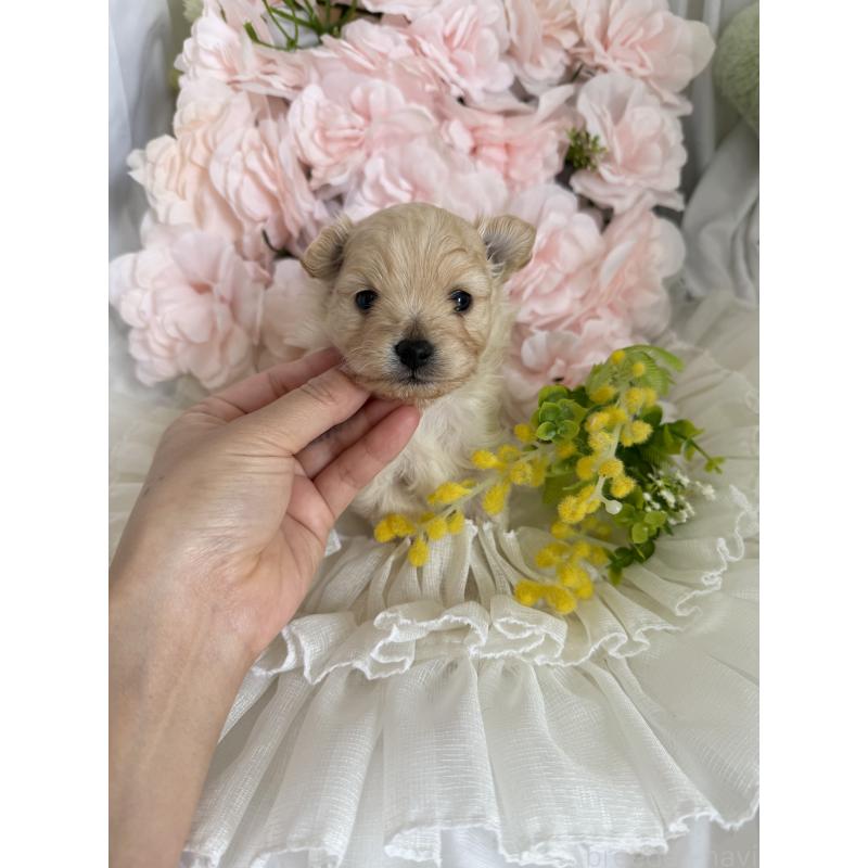 販売中の兵庫県のポメプー:ポメラニアン×トイプードル-450651の3枚目