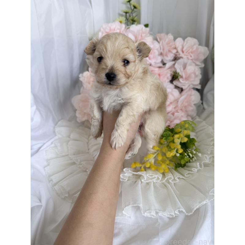 販売中の兵庫県のポメプー:ポメラニアン×トイプードル-450651の2枚目