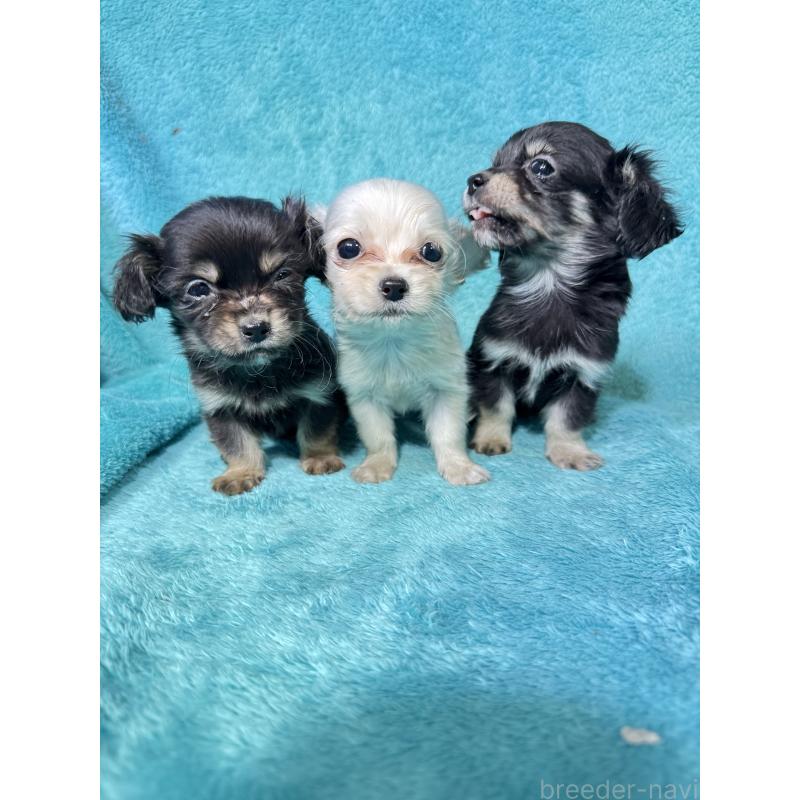 販売中の兵庫県のチワックス:チワワ×ミニチュアダックスフンド-450650の2枚目