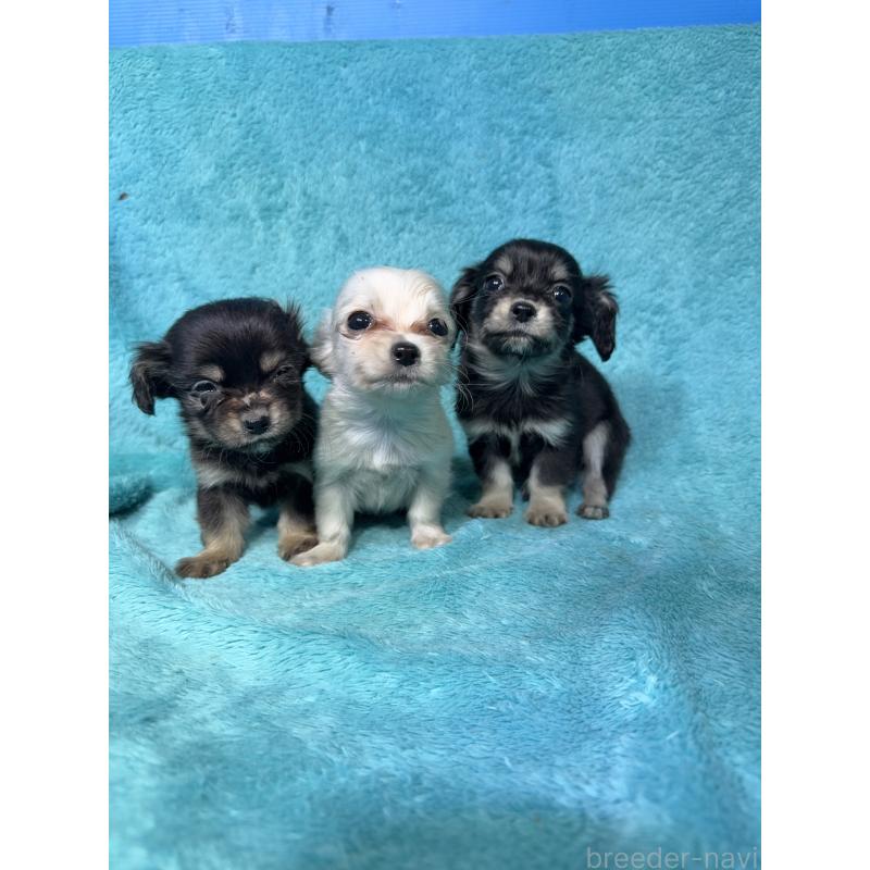 販売中の兵庫県のチワックス:チワワ×ミニチュアダックスフンド-450653の3枚目