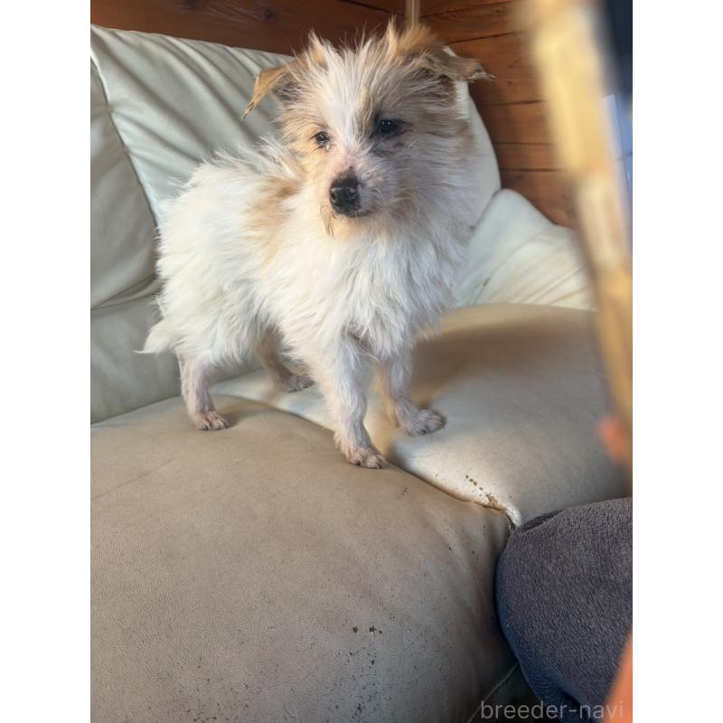 販売中の群馬県のミックス犬-450654の5枚目