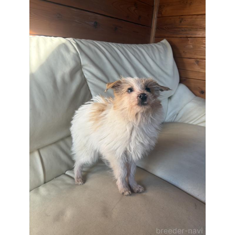 販売中の群馬県のミックス犬-450654の3枚目