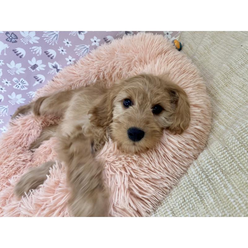 販売中の福岡県のキャバプー:キャバリア×トイプードル-431065の19枚目