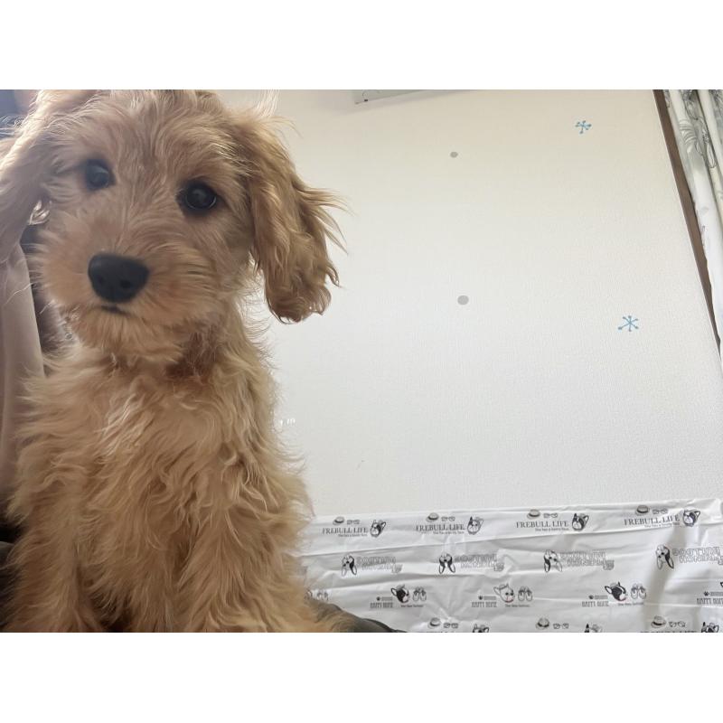 販売中の福岡県のキャバプー:キャバリア×トイプードル-431065の18枚目