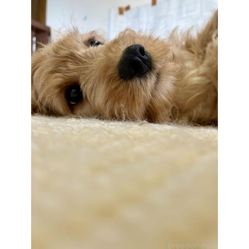 販売中の福岡県のキャバプー:キャバリア×トイプードル-431065の17枚目