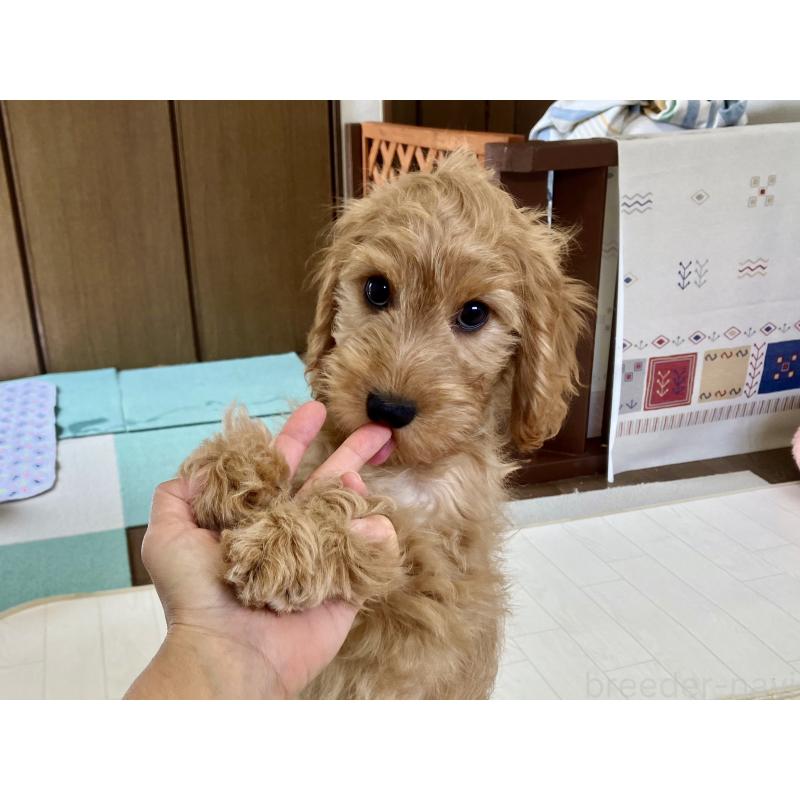 販売中の福岡県のキャバプー:キャバリア×トイプードル-431065の16枚目