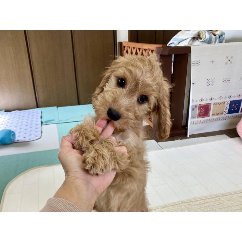 販売中の福岡県のキャバプー:キャバリア×トイプードル-431065の15枚目