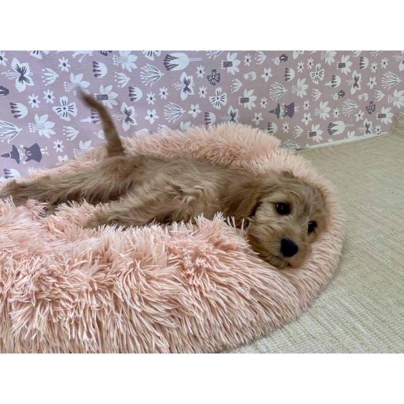 販売中の福岡県のキャバプー:キャバリア×トイプードル-431065の14枚目