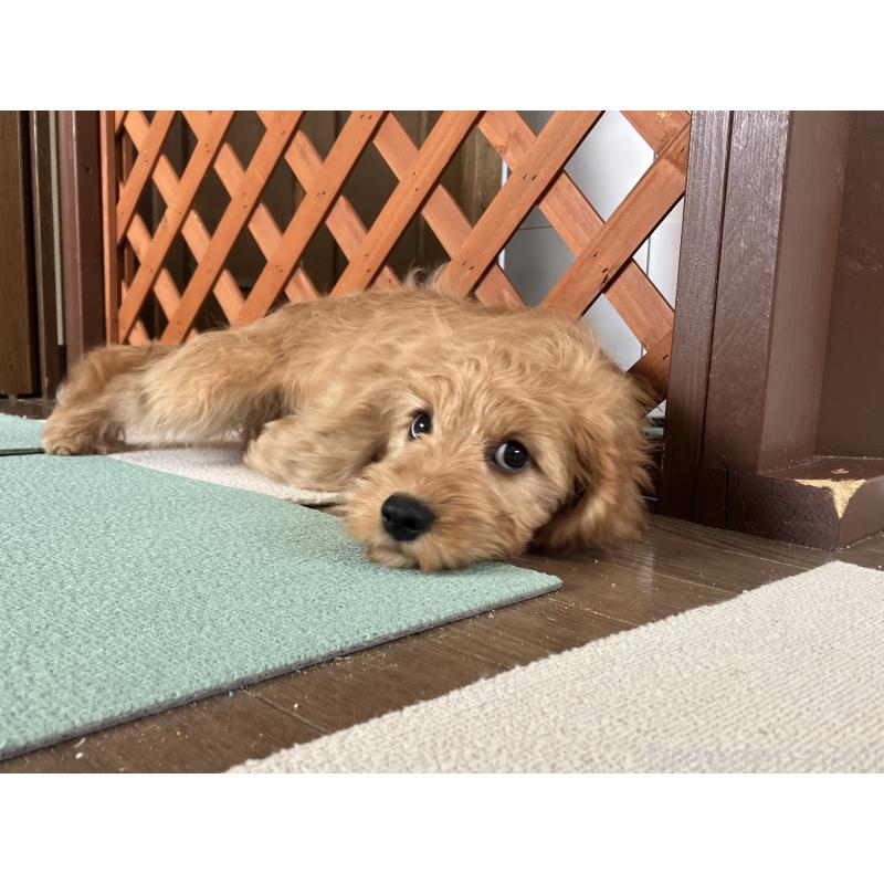 販売中の福岡県のキャバプー:キャバリア×トイプードル-431065の13枚目