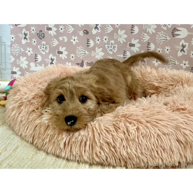 販売中の福岡県のキャバプー:キャバリア×トイプードル-431065の12枚目