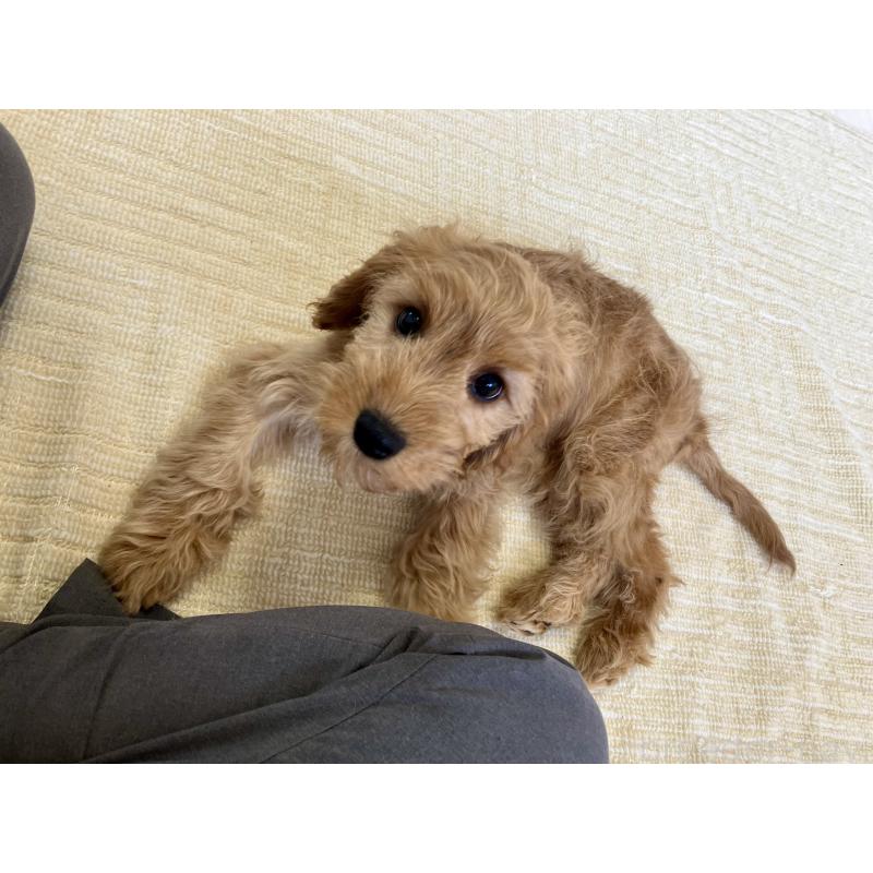 販売中の福岡県のキャバプー:キャバリア×トイプードル-431065の11枚目