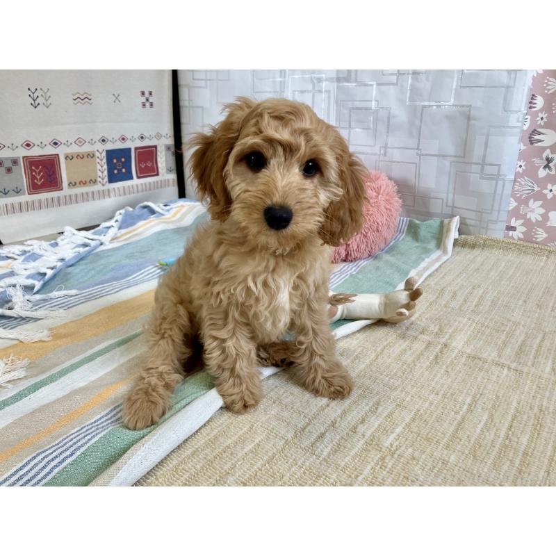 販売中の福岡県のキャバプー:キャバリア×トイプードル-431069の13枚目